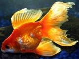Рибка золота акваріумна... Объявления Bazarok.ua