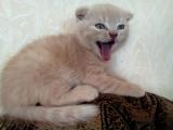 Продается котенок шотландский вичлоухий... Объявления Bazarok.ua