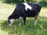 Продам тільну корову і тільну телицю 0936634270,0934737195... Оголошення Bazarok.ua