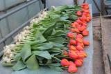 Продам луковицу тюльпанов... оголошення Bazarok.ua