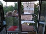 Прогулочный вольер для кошек на окно. Броневик Днепр.... Объявления Bazarok.ua