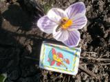 Квіти Цветы Тюльпани... Оголошення Bazarok.ua
