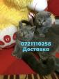 Котята... Оголошення Bazarok.ua