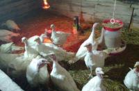 Инкубационные яйца разных видов птицы (кури, утки, гуси, индюки)... Объявления Bazarok.ua