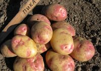 Продам домашню картошку велику та насіньову (ПІКАСО)... Оголошення Bazarok.ua