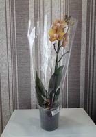 Продам орхидеи... Объявления Bazarok.ua