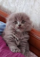 Продам котят... Оголошення Bazarok.ua