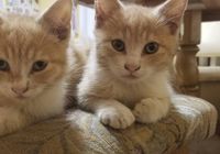 Милые, игривые котята в добрые руки... Оголошення Bazarok.ua