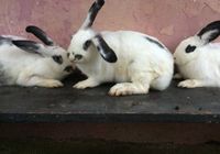 Продам кроликів... Объявления Bazarok.ua