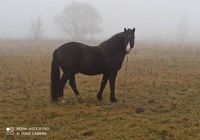 Продам коня.... Оголошення Bazarok.ua