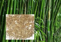 Семена морозостойкого бамбука Мосо 25 шт (Phyllostachys Edulis Moso)... оголошення Bazarok.ua