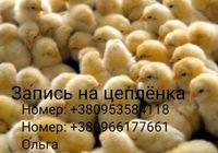 Цыпленок бройлеров... оголошення Bazarok.ua