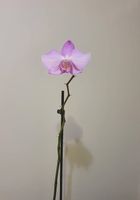 Орхидея фаленопсис 72 см... Объявления Bazarok.ua