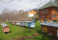 Продам бджол... Оголошення Bazarok.ua