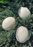 Страусиные яйца... оголошення Bazarok.ua
