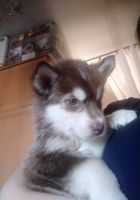 Продам щенка Аляскинский маламут... Оголошення Bazarok.ua