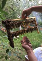 Продам бджоломатки Карніка... оголошення Bazarok.ua
