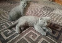 Кошенята шукають люблячу сiм'ю... Оголошення Bazarok.ua