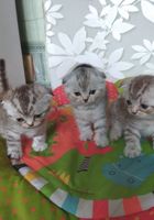 Шотландские котята шиншильного окраса .Родословная... Объявления Bazarok.ua