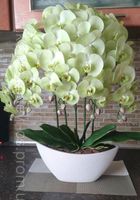 Латексні орхідеї.Домашній декор.... оголошення Bazarok.ua