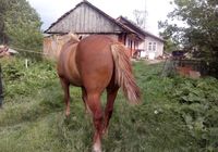 Продаю коня срочно... Оголошення Bazarok.ua