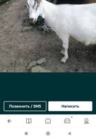 Продам молоко козы.... Объявления Bazarok.ua