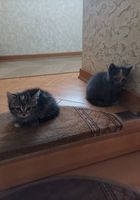 Кошенята... оголошення Bazarok.ua