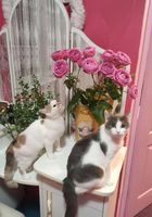 Домашние котята... Объявления Bazarok.ua