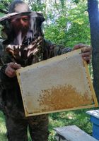 Продам натуральний мед... оголошення Bazarok.ua