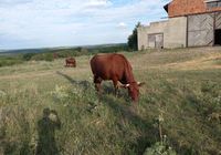 Продам 2 корови... Объявления Bazarok.ua