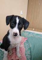Бесплатно щенок 2 месяца.... Объявления Bazarok.ua