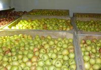 Продам яблука... Объявления Bazarok.ua