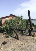 Спил деревьев виноградников... Объявления Bazarok.ua