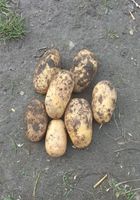 Продається велика картопля... Объявления Bazarok.ua