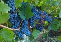 Продам виноград с собственного поля.... оголошення Bazarok.ua