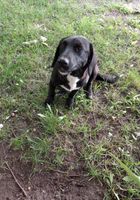 Рятуйте собацю-дуже потрібні любов та ласка.... оголошення Bazarok.ua