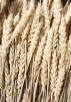Колоски пшениці... Оголошення Bazarok.ua