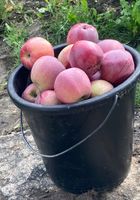 Яблука флоріна,300кг продаю,5гр/кг,само вивіз.шаргород... оголошення Bazarok.ua