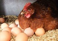 Продам домашні яйця )... Оголошення Bazarok.ua