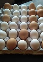 Продам домашні яйця... оголошення Bazarok.ua