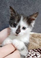 Продам метисов Мей-куна и тайской голубой кошки... Объявления Bazarok.ua
