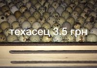 Инкубационные яйца перепелов... оголошення Bazarok.ua