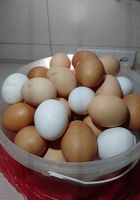Яйця... оголошення Bazarok.ua