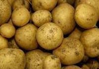 Продам картошку сорта Ривьера... оголошення Bazarok.ua