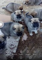 Продаются шикарные щенки Американские Акита-Ину... Оголошення Bazarok.ua