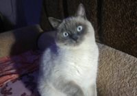 Продам красивого котика... оголошення Bazarok.ua