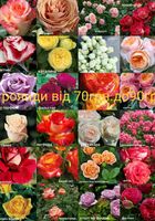 Продам кущі троянд... Оголошення Bazarok.ua