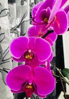 Дітки орхідеї(крупна квітка 7-8 см)тел0680626012... Оголошення Bazarok.ua