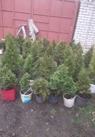 Продам растения для сада... Объявления Bazarok.ua