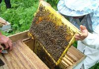 Продам бджоло -пакети... оголошення Bazarok.ua
